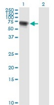 Monoclonal Anti-RIOK3 antibody produced in mouse clone 4A12-1D2, purified immunoglobulin, buffered aqueous solution