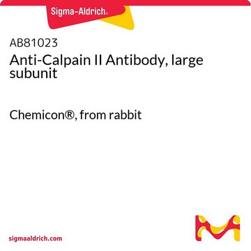 Anti-Calpain II Antibody, large subunit Chemicon&#174;, from rabbit