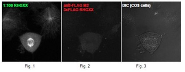 Anti-ARHGAP36 Antibody from rabbit, purified by affinity chromatography