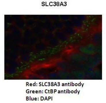 Anti-SLC38A3 antibody produced in rabbit affinity isolated antibody