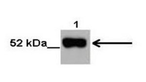 Anti-NOVA2 antibody produced in rabbit IgG fraction of antiserum