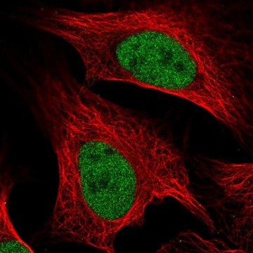 Anti-MCM5 antibody produced in rabbit Prestige Antibodies&#174; Powered by Atlas Antibodies, affinity isolated antibody