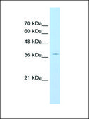 Anti-RALY antibody produced in rabbit IgG fraction of antiserum