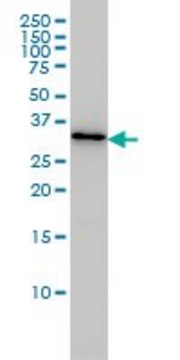 Monoclonal Anti-PDCL3 antibody produced in mouse clone 1F10, ascites fluid