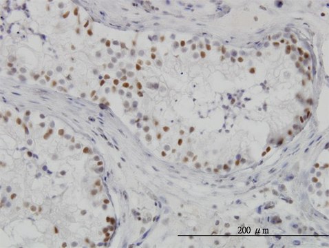 Monoclonal Anti-HDAC1 antibody produced in mouse clone 3E1, purified immunoglobulin, buffered aqueous solution