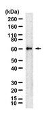 Anti-GSDMC Antibody, clone 2H7 ZooMAb® Rabbit Monoclonal recombinant, expressed in HEK 293 cells