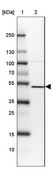 Anti-SETD7 antibody produced in rabbit Prestige Antibodies® Powered by Atlas Antibodies, affinity isolated antibody, buffered aqueous glycerol solution