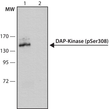 抗 磷酸化 DAP-激酶 (pSer 308 ) 抗体，小鼠单克隆 clone DKPS308, purified from hybridoma cell culture