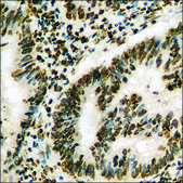 Anti-phospho-WWOX (pTyr33) antibody produced in rabbit affinity isolated antibody