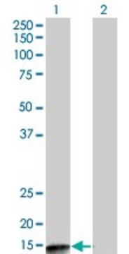 Monoclonal Anti-PPP3R2 antibody produced in mouse clone 5D9, purified immunoglobulin, buffered aqueous solution