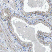 Anti-CDH12 antibody produced in rabbit Prestige Antibodies® Powered by Atlas Antibodies, affinity isolated antibody, buffered aqueous glycerol solution