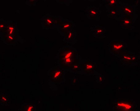 Glycerol for fluorescence (microscopy)