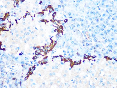 Anti-GLP-1 Antibody, clone 1R1J8, Rabbit Monoclonal