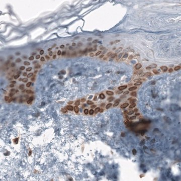 Anti-TMEM43 antibody produced in rabbit Prestige Antibodies&#174; Powered by Atlas Antibodies, affinity isolated antibody, buffered aqueous glycerol solution