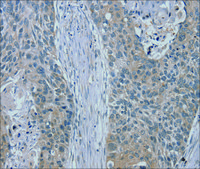 Anti-RASA4 affinity isolated antibody