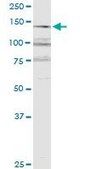 Monoclonal Anti-RERE antibody produced in mouse clone 2F2, purified immunoglobulin, buffered aqueous solution