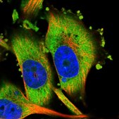 Anti-HIPK3 antibody produced in rabbit Prestige Antibodies® Powered by Atlas Antibodies, affinity isolated antibody, buffered aqueous glycerol solution