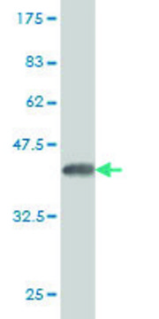 Monoclonal Anti-CYP2J2 antibody produced in mouse clone 2D10, purified immunoglobulin, buffered aqueous solution