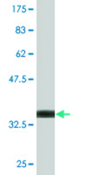 Monoclonal Anti-BLMH antibody produced in mouse clone 4A2, purified immunoglobulin, buffered aqueous solution