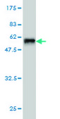 Monoclonal Anti-TOMM34 antibody produced in mouse clone 2B5, purified immunoglobulin, buffered aqueous solution