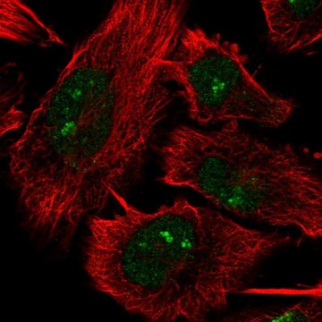 Anti-DHX33 antibody produced in rabbit Prestige Antibodies&#174; Powered by Atlas Antibodies, affinity isolated antibody