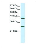 Anti-HES6 antibody produced in rabbit IgG fraction of antiserum