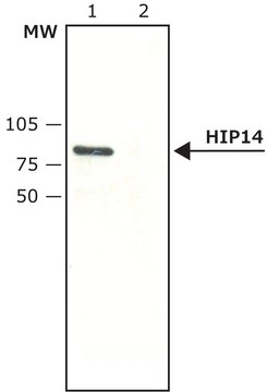 Anti-HIP14 兔抗 affinity isolated antibody, buffered aqueous solution