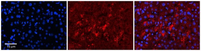 Anti-LYPLA2 antibody produced in rabbit affinity isolated antibody