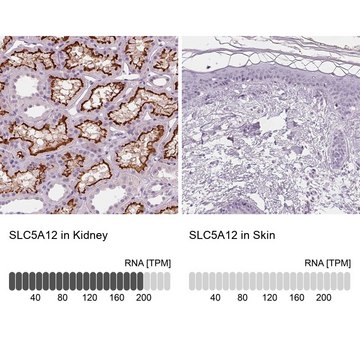 Anti-SLC5A12 antibody produced in rabbit Prestige Antibodies&#174; Powered by Atlas Antibodies, affinity isolated antibody, buffered aqueous glycerol solution