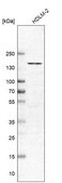 Anti-PLEKHA5 antibody produced in rabbit Prestige Antibodies® Powered by Atlas Antibodies, affinity isolated antibody, buffered aqueous glycerol solution