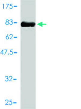 Monoclonal Anti-IL11RA antibody produced in mouse clone 2D4-F4, purified immunoglobulin, buffered aqueous solution