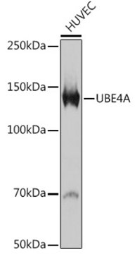 Anti-UBE4A Antibody, clone 2A5N2, Rabbit Monoclonal