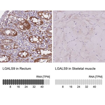 Anti-LGALS9 antibody produced in rabbit Prestige Antibodies&#174; Powered by Atlas Antibodies, affinity isolated antibody, buffered aqueous glycerol solution