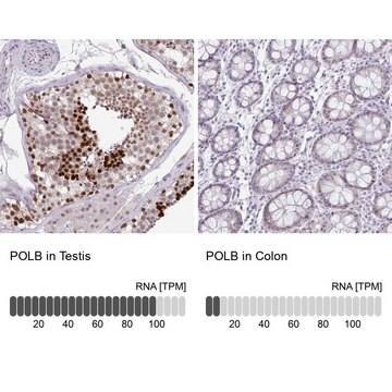 Anti-POLB antibody produced in rabbit Prestige Antibodies&#174; Powered by Atlas Antibodies, affinity isolated antibody, buffered aqueous glycerol solution