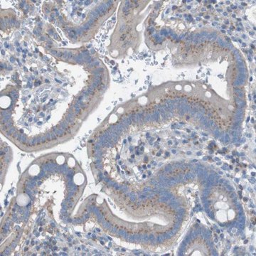 Anti-KIAA1024 antibody produced in rabbit Prestige Antibodies&#174; Powered by Atlas Antibodies, affinity isolated antibody, buffered aqueous glycerol solution