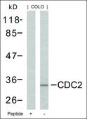 Anti-CDC2 (Ab-161) antibody produced in rabbit affinity isolated antibody