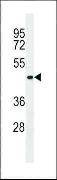 ANTI-AURORA-C (CENTER) antibody produced in rabbit IgG fraction of antiserum, buffered aqueous solution