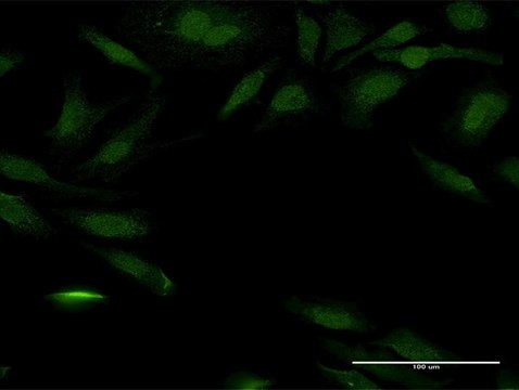 Anti-PEX14 antibody produced in mouse purified immunoglobulin, buffered aqueous solution