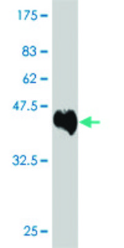 ANTI-IKBKB antibody produced in mouse clone 2F4, purified immunoglobulin, buffered aqueous solution