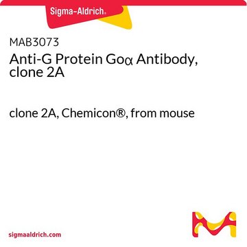 抗G蛋白Go&#945;抗体，克隆2A clone 2A, Chemicon&#174;, from mouse