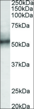 Anti-TRIM11 antibody produced in goat affinity isolated antibody, buffered aqueous solution