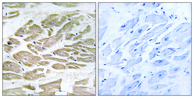 Anti-BRP44L antibody produced in rabbit affinity isolated antibody