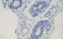 Anti-Chk1 Antibody, clone 2E14 ZooMAb® Rabbit Monoclonal recombinant, expressed in HEK 293 cells