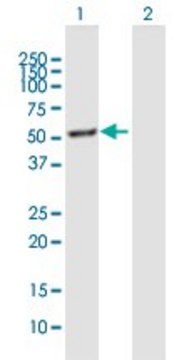 Anti-ELN antibody produced in mouse purified immunoglobulin, buffered aqueous solution