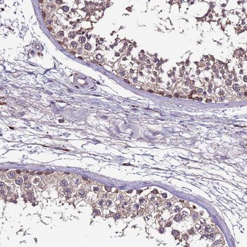 抗-CEP55 兔抗 Prestige Antibodies&#174; Powered by Atlas Antibodies, affinity isolated antibody, buffered aqueous glycerol solution