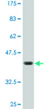 Monoclonal Anti-FZR1, (N-terminal) antibody produced in mouse clone 3E12, purified immunoglobulin, buffered aqueous solution