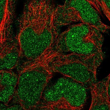 抗-BCCIP 兔抗 Prestige Antibodies&#174; Powered by Atlas Antibodies, affinity isolated antibody