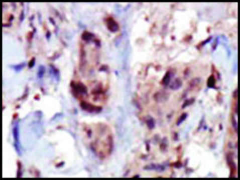 Anti-SPHK2 (C-term) antibody produced in rabbit IgG fraction of antiserum, buffered aqueous solution