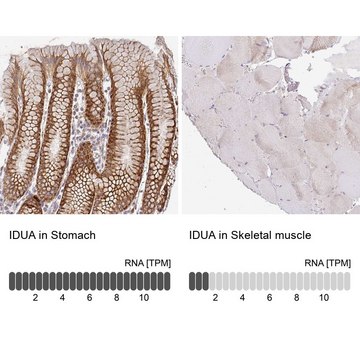 Anti-IDUA antibody produced in rabbit Prestige Antibodies&#174; Powered by Atlas Antibodies, affinity isolated antibody, buffered aqueous glycerol solution