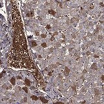 Anti-HPX antibody produced in rabbit Prestige Antibodies&#174; Powered by Atlas Antibodies, affinity isolated antibody, buffered aqueous glycerol solution